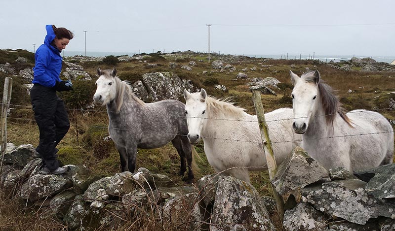 Horses in Roundstone, Connemara