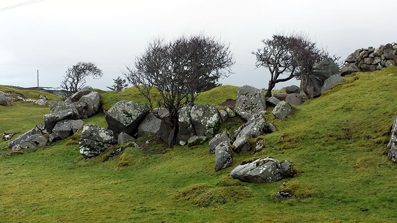 Windswept hawthorn trees in Connemara
