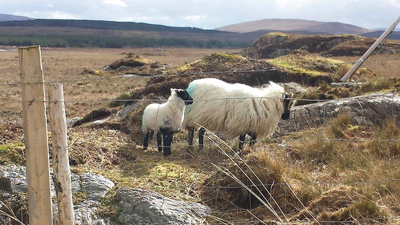 Sheep in Connemara Ireland