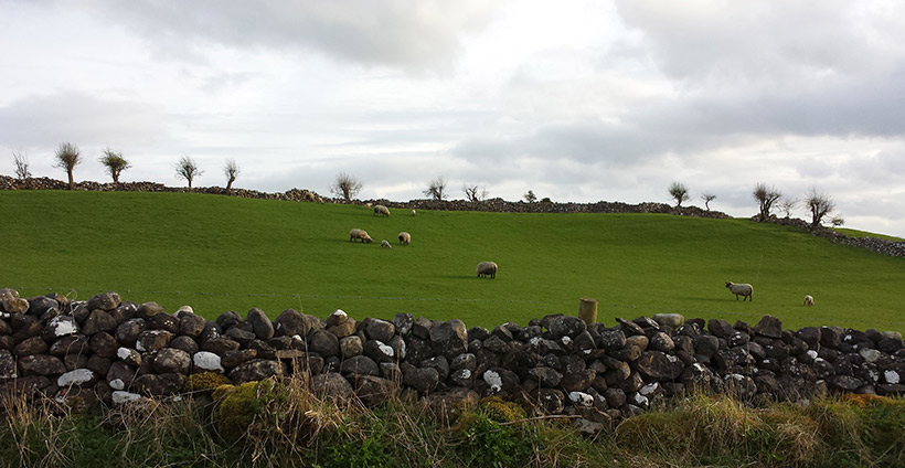 Sheep and windswept hawthorn trees in Galway