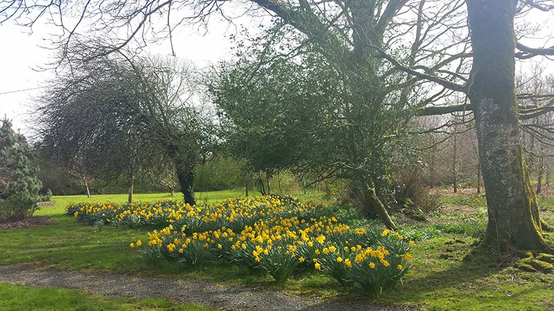 Daffodils in Galway